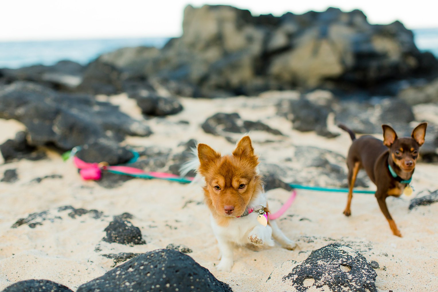 Oahu Engagement Photographer Hawaii Wedding Photographer_0040.jpg