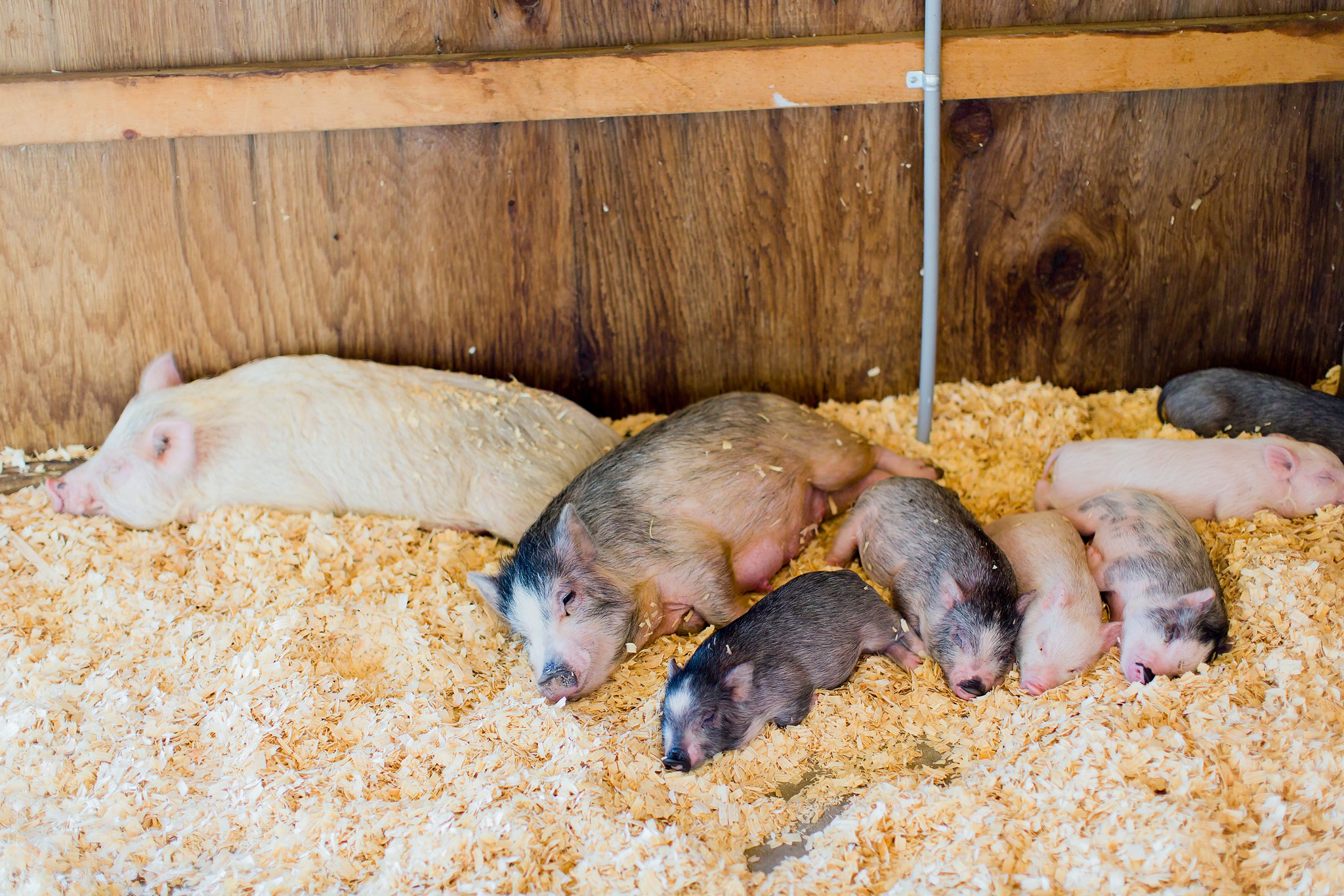 Elkhart County 4H Fair 2015 Megan Kelsey Photography-8157.jpg