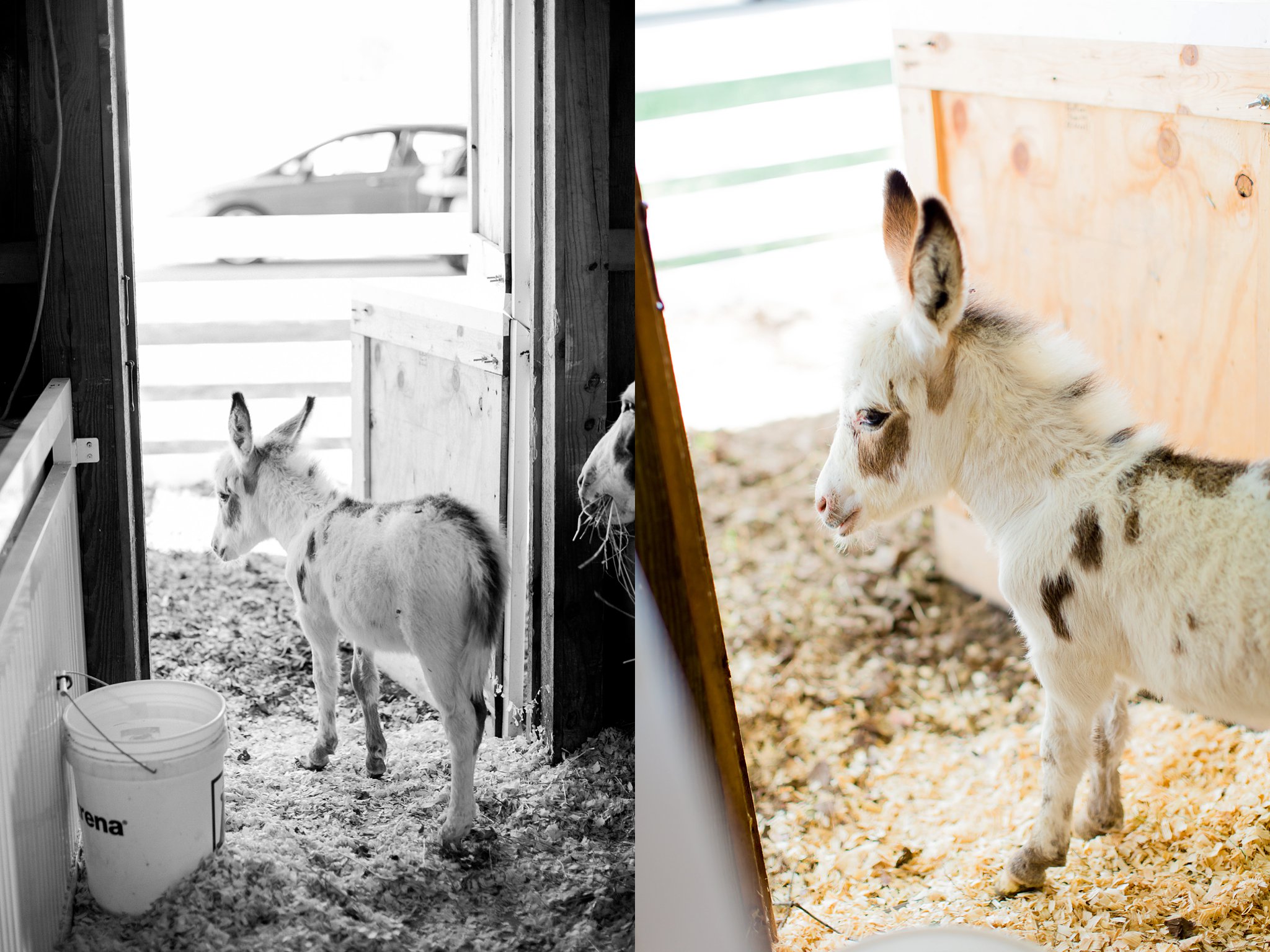 Elkhart County 4H Fair 2015 Megan Kelsey Photography-8160.jpg