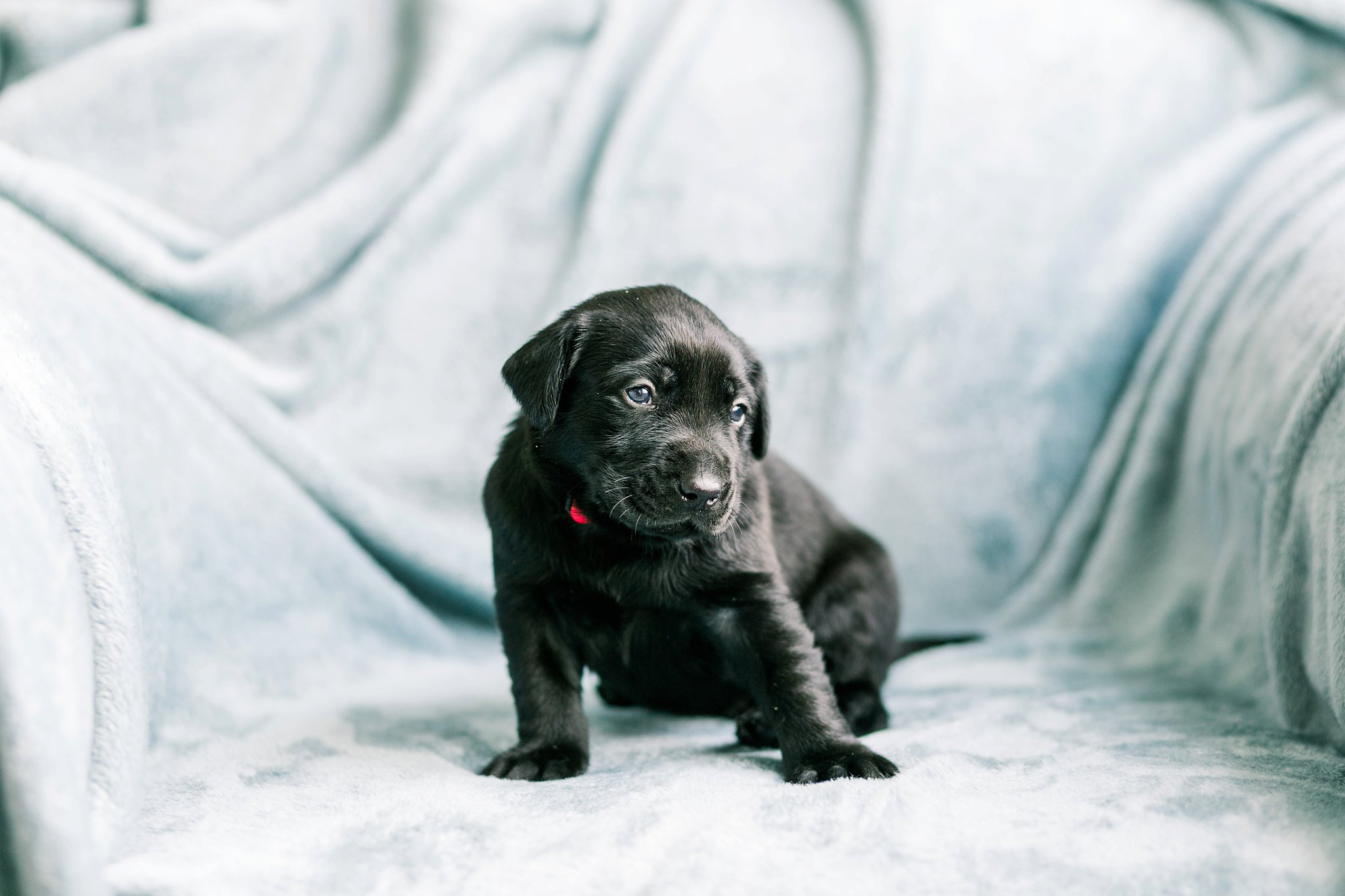 Indiana Puppy Photographer Megan Kelsey Photography Jenny's Puppies-10_photo.jpg