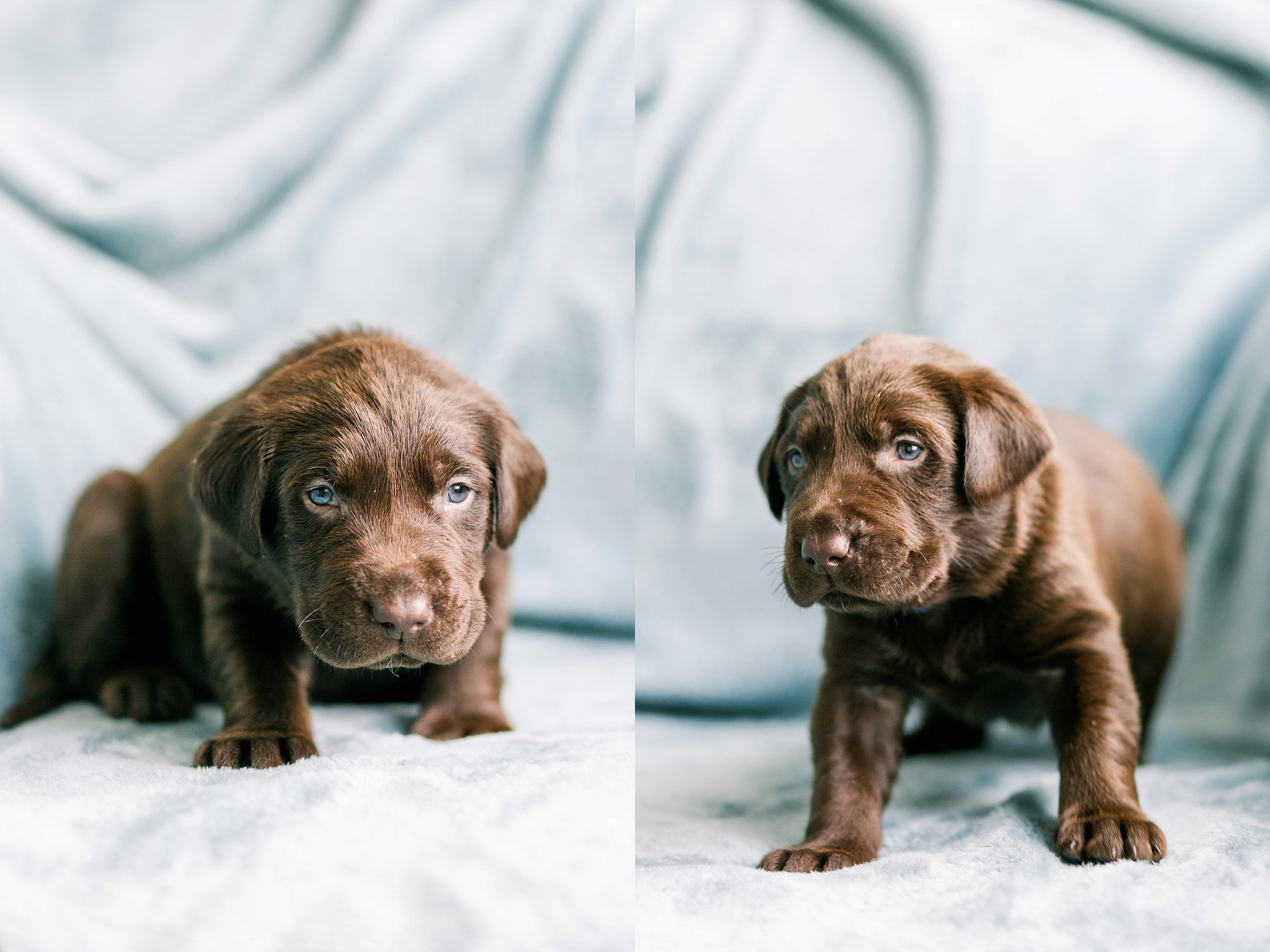 Indiana Puppy Photographer Megan Kelsey Photography Jenny's Puppies-13_photo.jpg