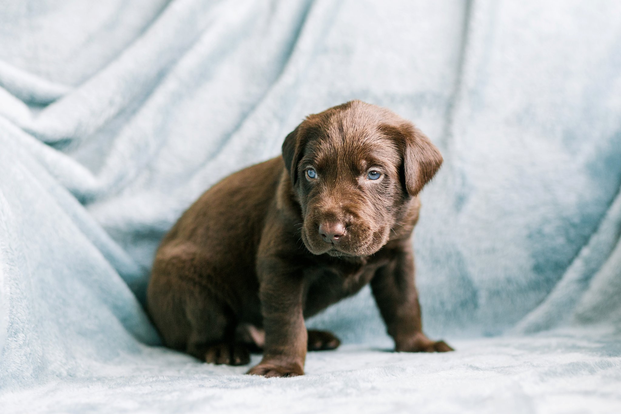 Indiana Puppy Photographer Megan Kelsey Photography Jenny's Puppies-16_photo.jpg