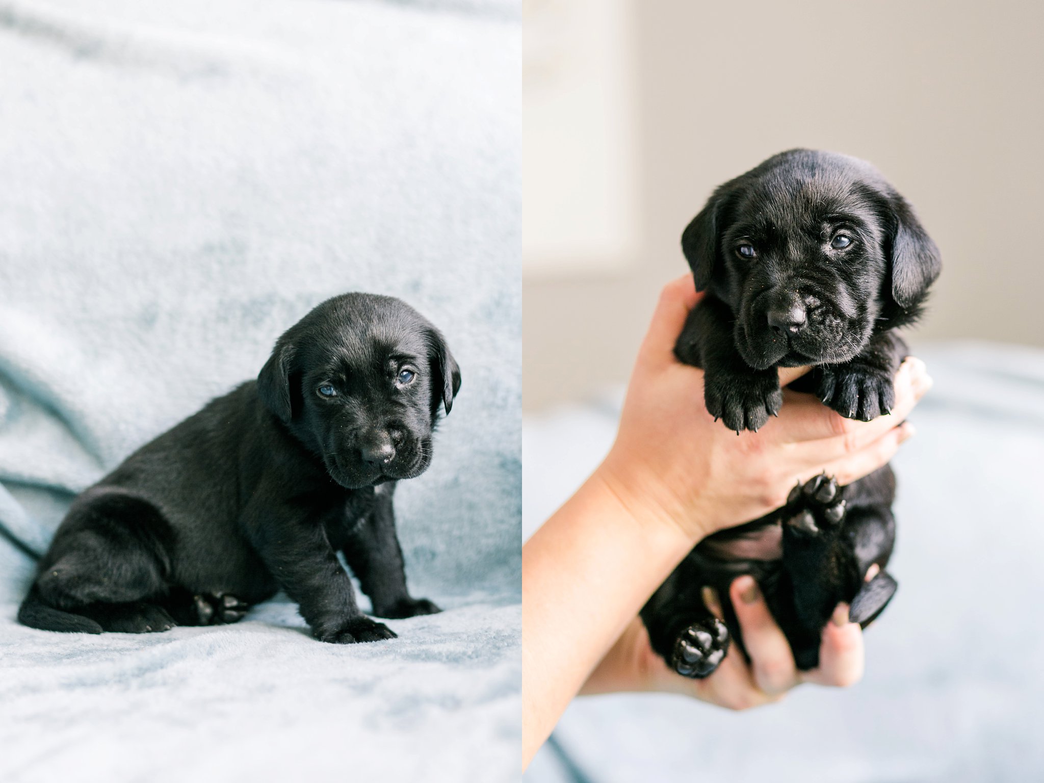 Indiana Puppy Photographer Megan Kelsey Photography Jenny's Puppies-27_photo.jpg