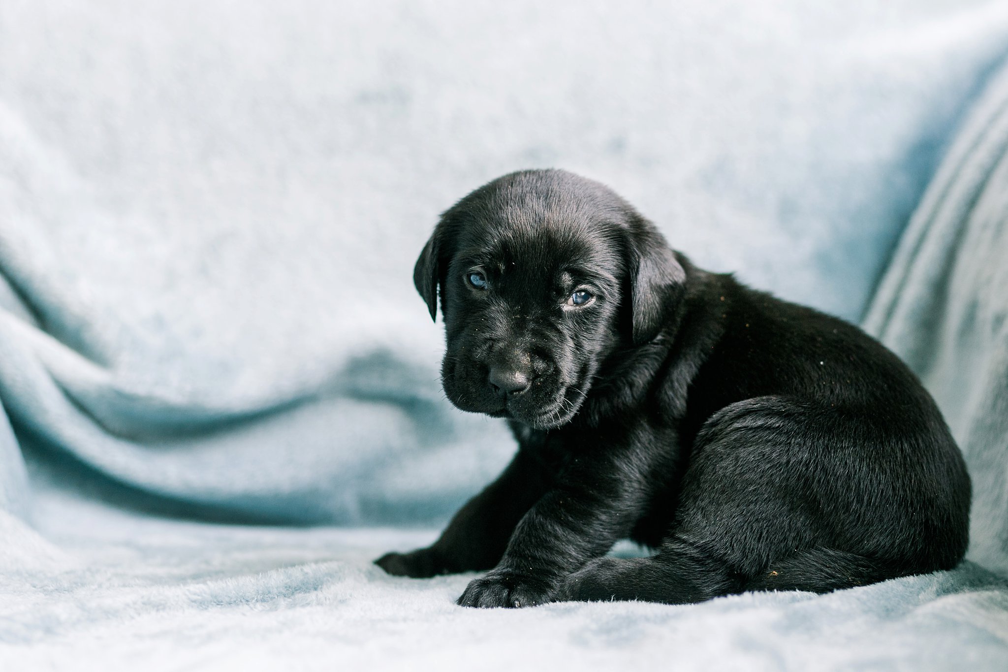 Indiana Puppy Photographer Megan Kelsey Photography Jenny's Puppies-30_photo.jpg