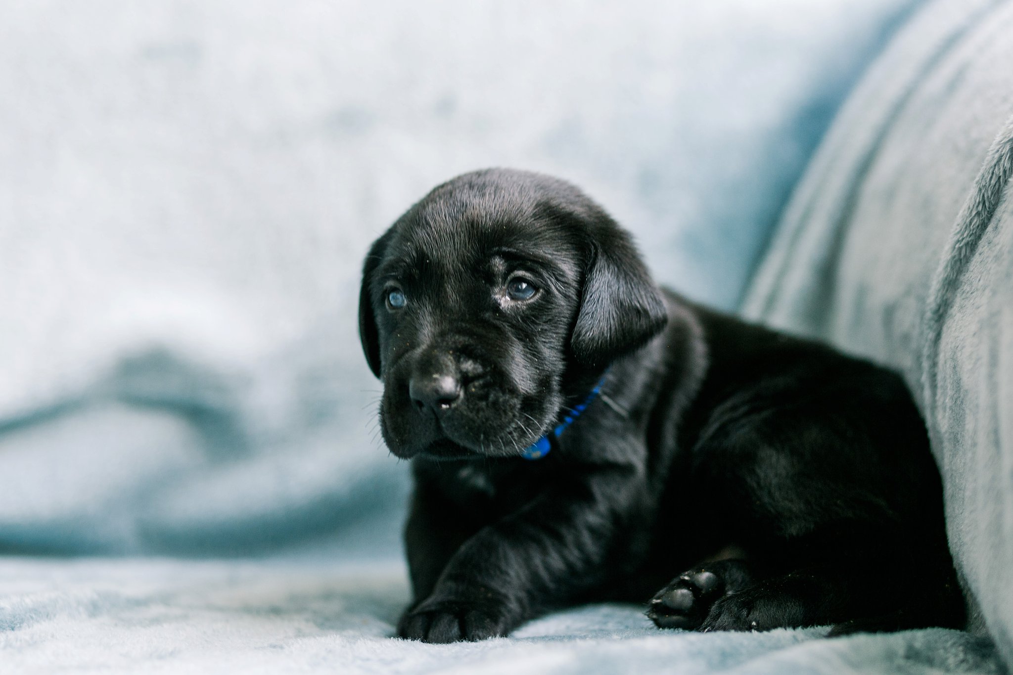 Indiana Puppy Photographer Megan Kelsey Photography Jenny's Puppies-31_photo.jpg