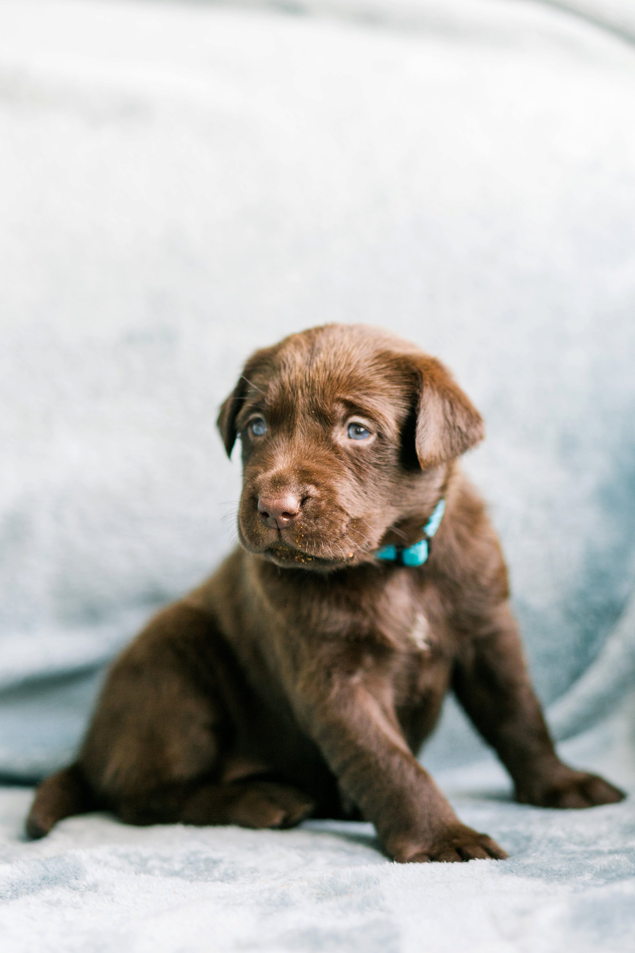 Indiana Puppy Photographer Megan Kelsey Photography Jenny's Puppies-39_photo.jpg