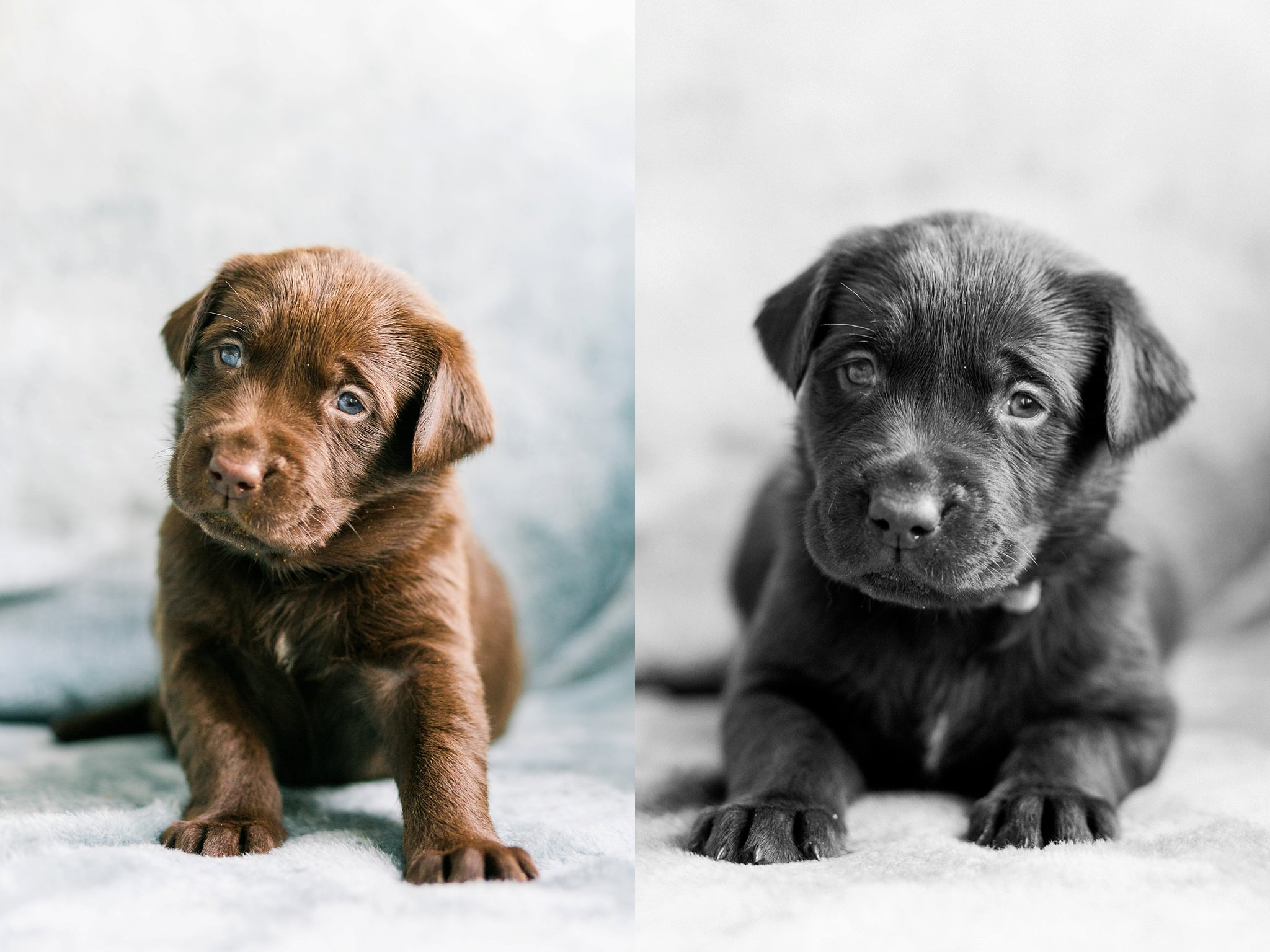 Indiana Puppy Photographer Megan Kelsey Photography Jenny's Puppies-44_photo.jpg