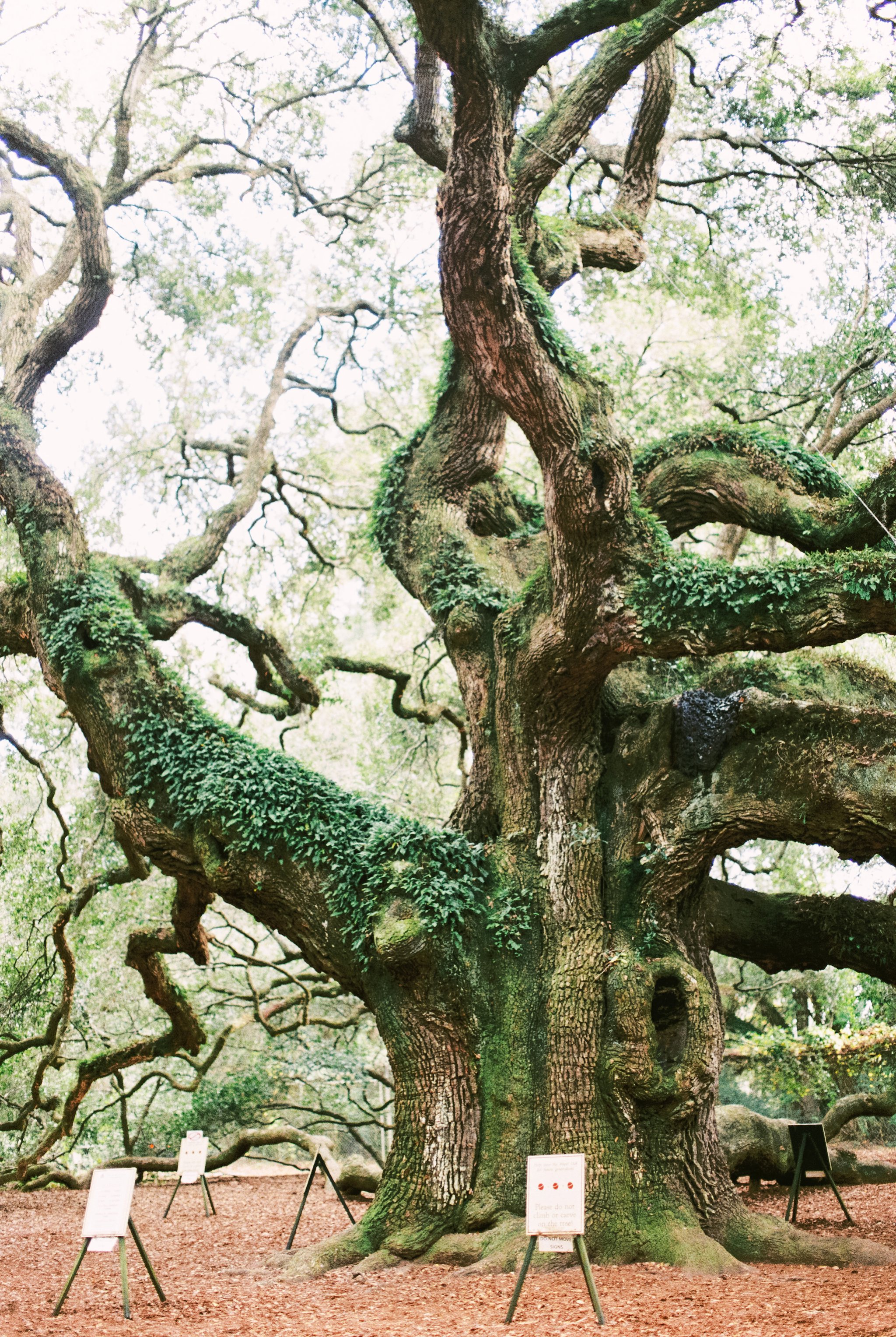 Charleston on Film South Carolina Wedding Photographer-19_photo.jpg