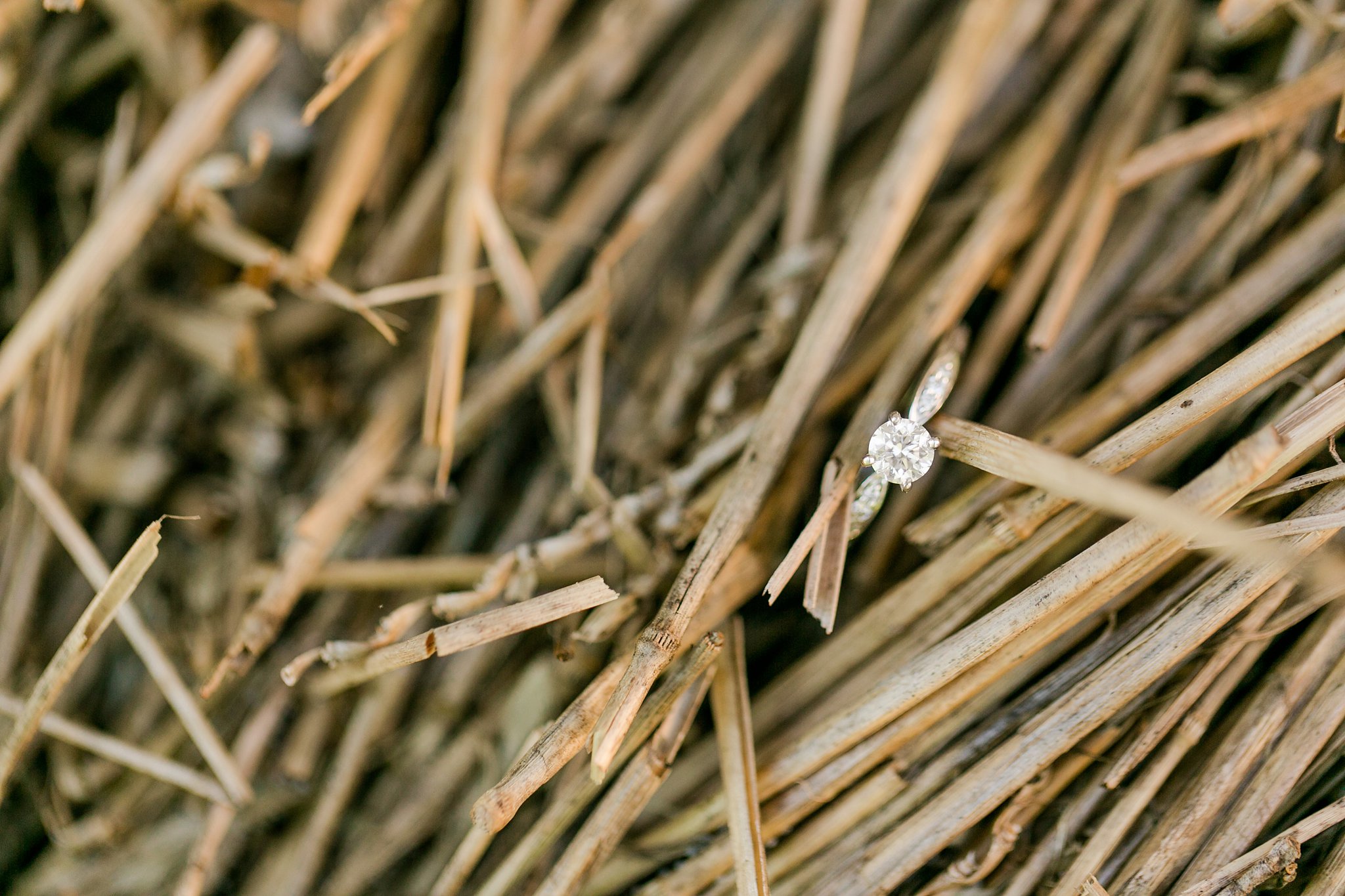 Clifton Engagement Photos Lauren & Andrew Megan Kelsey Photography-59.jpg