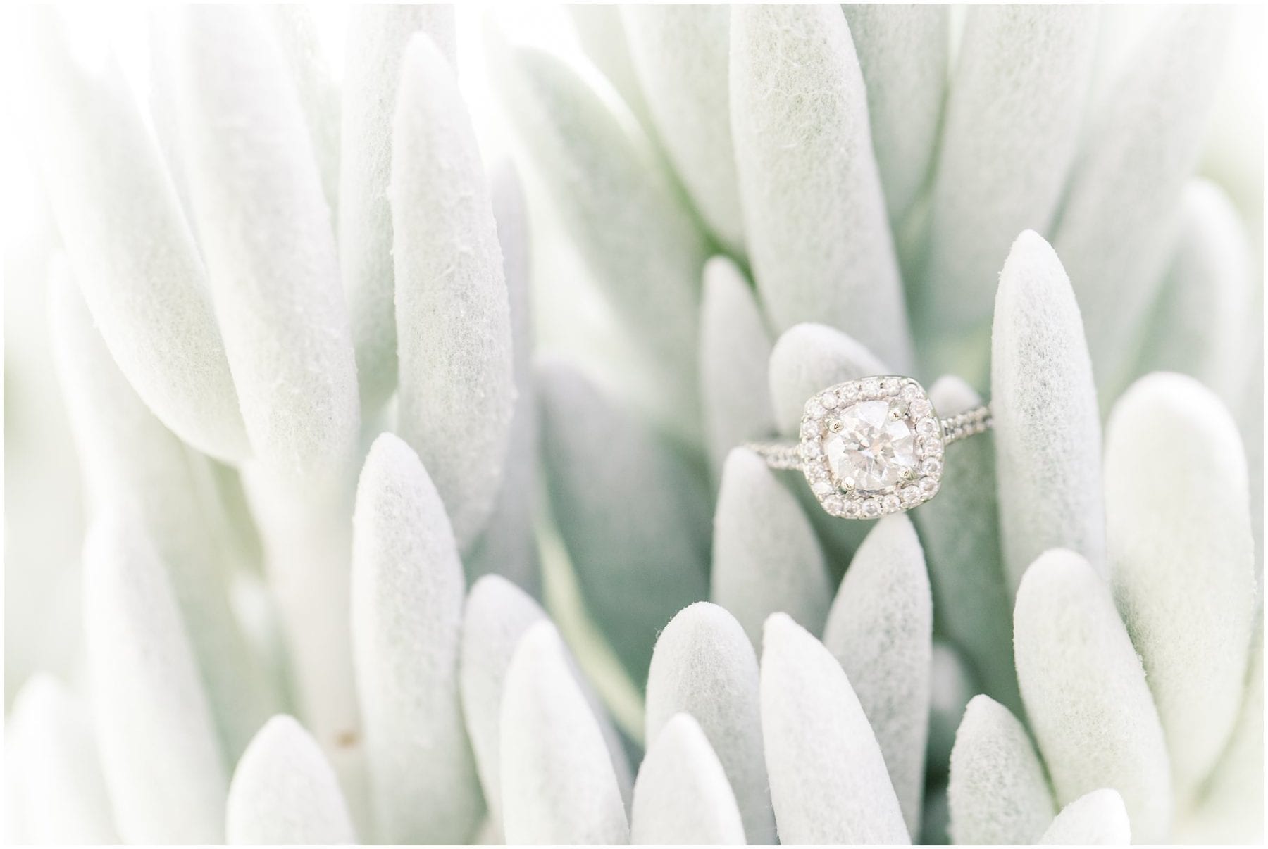 Longwood Gardens Engagement Photos Pennsylvania Wedding Photographer Megan Kelsey Photography-249.jpg