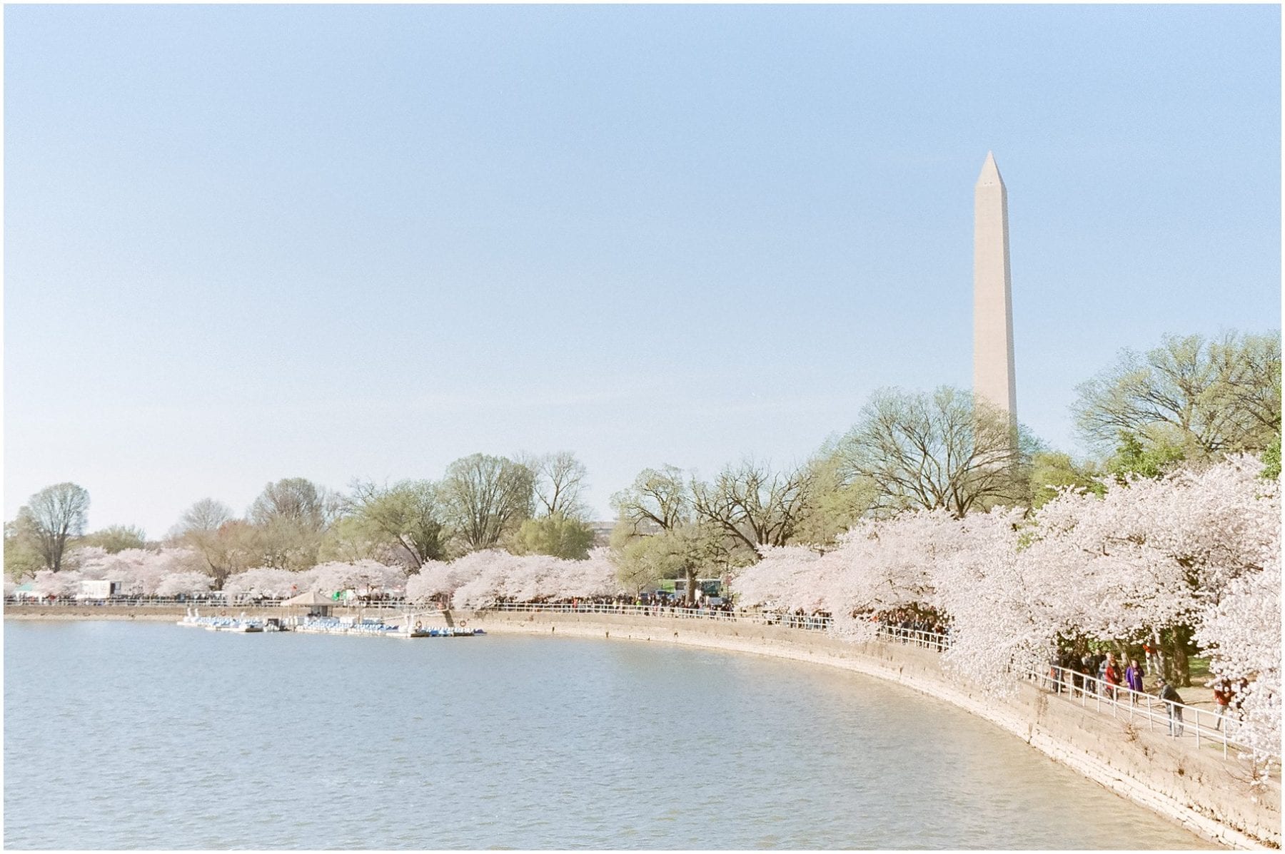 Cherry Blossom Festival on Film April 2019 Megan Kelsey Photography-13.jpg