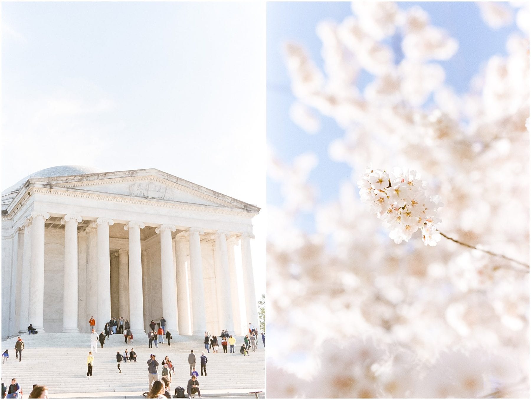 Cherry Blossom Festival on Film April 2019 Megan Kelsey Photography-32.jpg